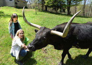 Thank You Very Moo-Ch